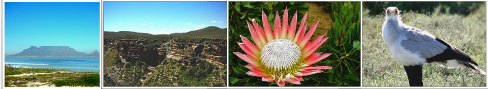 Kent Flower Tour Mountain, Protea on Flower tour and Bird